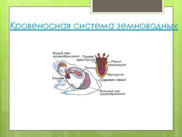 Кровеносная система земноводных 