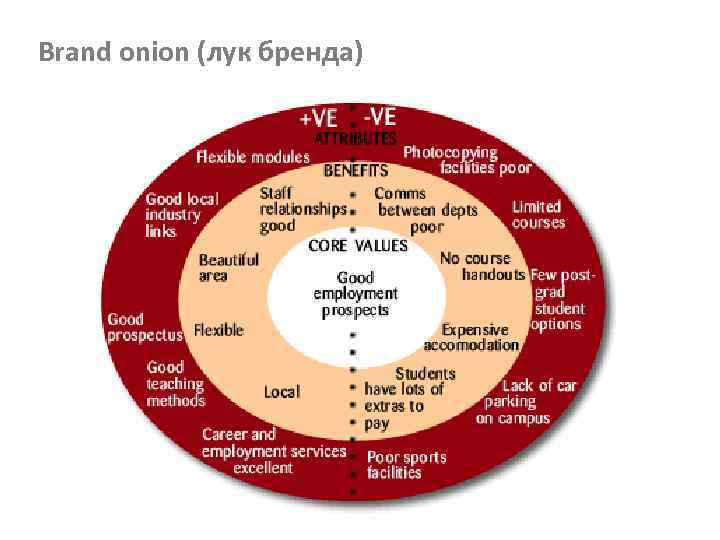 Brand onion (лук бренда) 