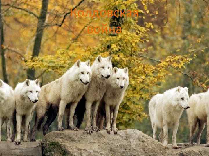 Колдовская война 