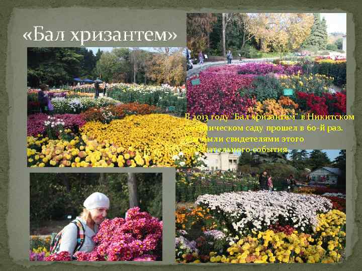 «Бал хризантем» В 2013 году "Бал хризантем" в Никитском ботаническом саду прошел в