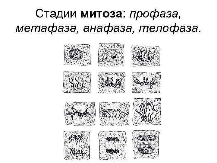 Стадии митоза: профаза, метафаза, анафаза, телофаза. 