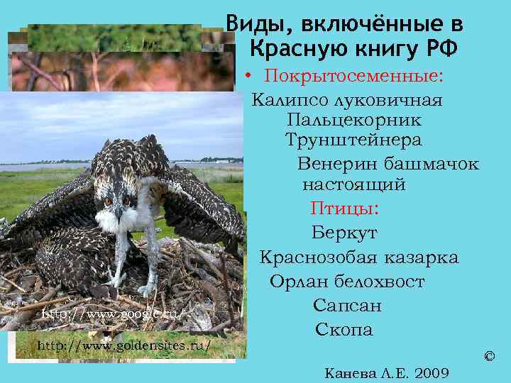 Заповедники красной книги. Печоро-Илычский заповедник красная книга. Заповедники Печоро-Илычский редкие животные красной книги. Какие животные обитают в Печоро-Илычском заповеднике красная книга. Печоро-Илычский заповедник редкие виды бабочек фото.