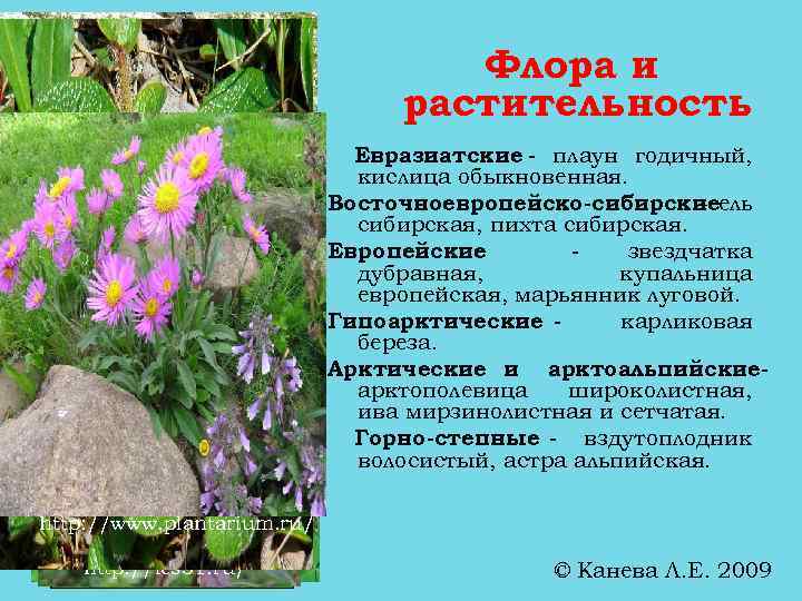 Флора и растительность http: //www. molbiol. ru/ http: //zoo. rin. ru/ http: //www. google.