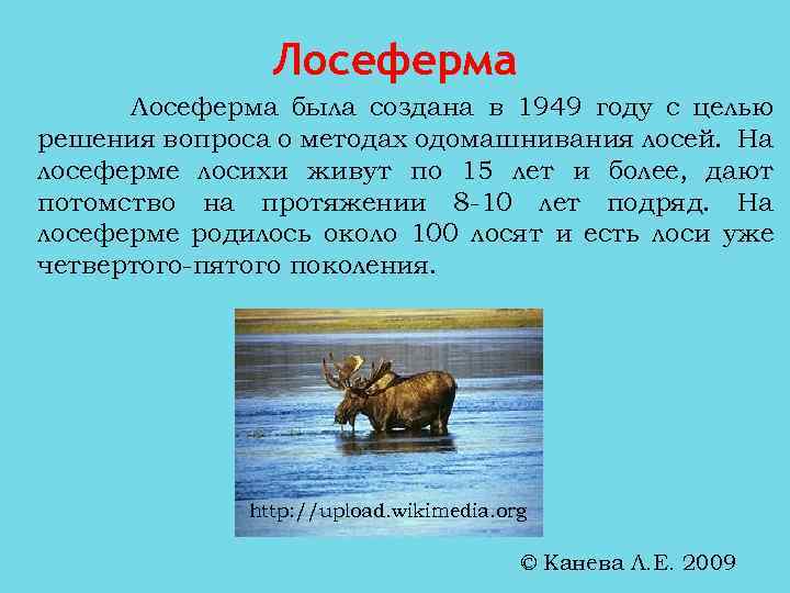 Печоро илычский заповедник работа. Печоро-Илычский заповедник где находится. Печоро-Илычский заповедник на карте. Сообщение о Печоро Илычском заповеднике. Где находится Печоро Илычский заповедник на карте.