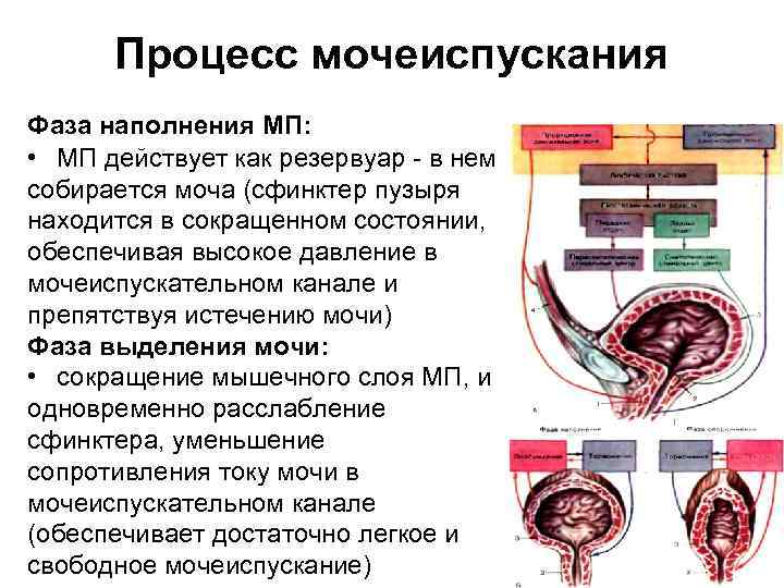 Процесс мочеиспускания Фаза наполнения МП: • МП действует как резервуар - в нем собирается