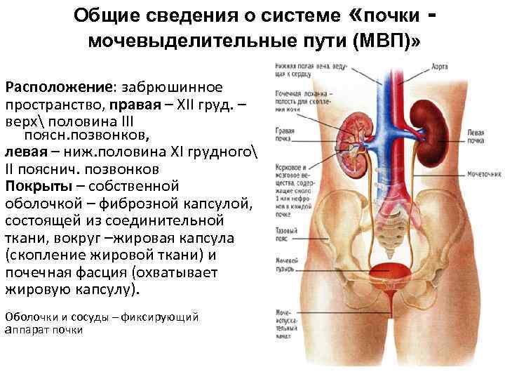 Общие сведения о системе «почки мочевыделительные пути (МВП)» Расположение: забрюшинное пространство, правая – XII