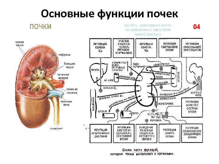 Основные функции почек 