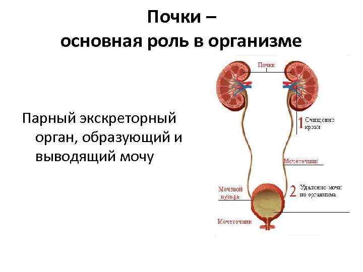 Почки – основная роль в организме Парный экскреторный орган, образующий и выводящий мочу 