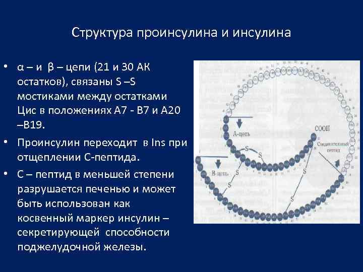 Структура проинсулина и инсулина • α – и β – цепи (21 и 30