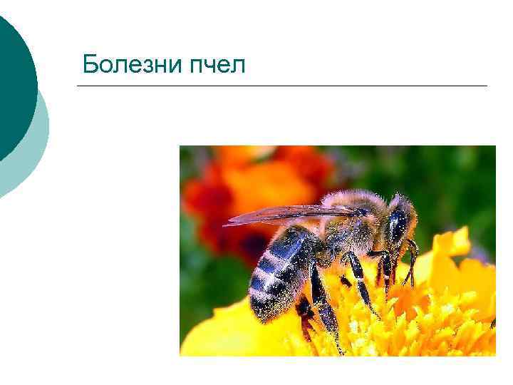 Болезни пчел 