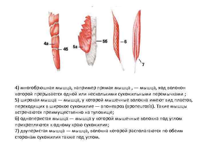 4) многобрюшная мышца, например прямая мышца , — мышца, ход волокон которой прерывается одной