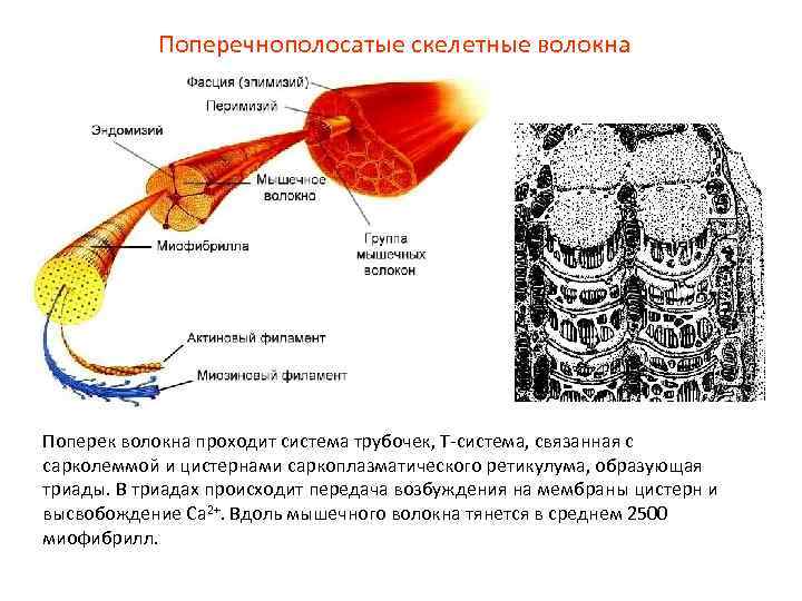 Поперечнополосатые скелетные волокна Поперек волокна проходит система трубочек, Т-система, связанная с сарколеммой и цистернами
