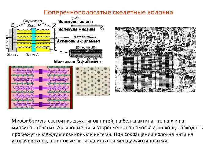 Мышечное волокно состоит из. Актиновые миофибриллы. Миофибриллы образованы актином и миозином. Участок миофибриллы, расположенный между двумя мембранами. Миофибриллы в поперечно полосатом волокне.