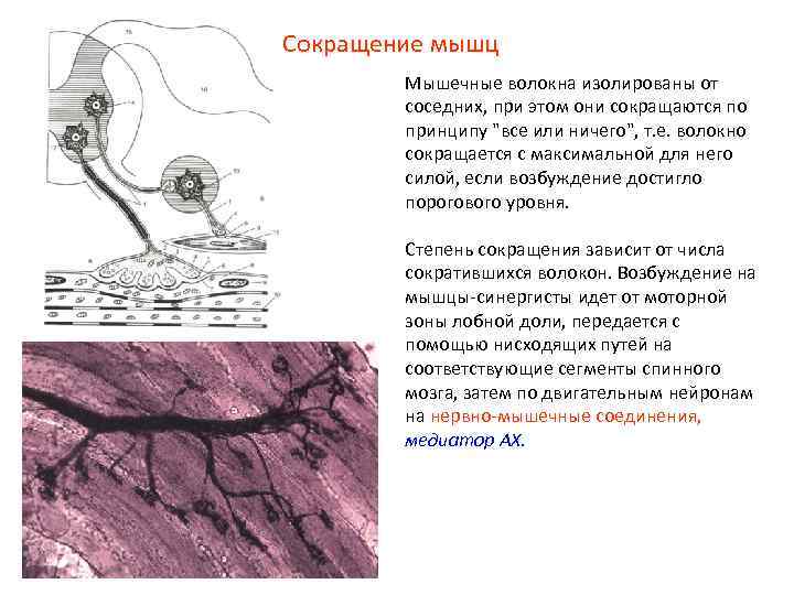 Сокращение мышц Мышечные волокна изолированы от соседних, при этом они сокращаются по принципу 