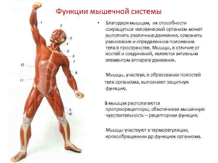 Назовите функции мышц. Органы мышечной системы и функции системы. Костно-мышечная система человека строение и функции. Строение и функции костно-мышечной системы. Мышцы человека строение и функции.