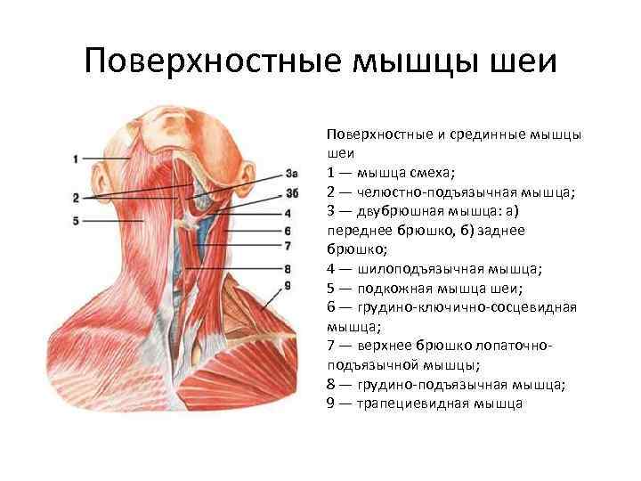 Поверхностные мышцы шеи Поверхностные и срединные мышцы шеи 1 — мышца смеха; 2 —