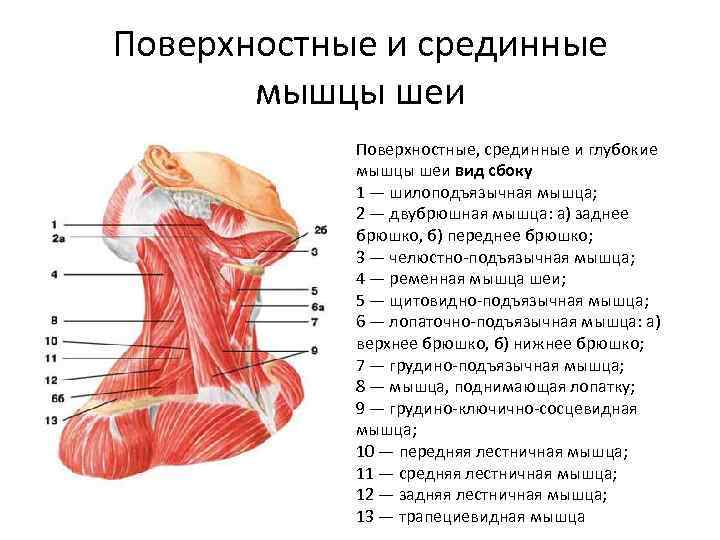 Поверхностные и срединные мышцы шеи Поверхностные, срединные и глубокие мышцы шеи вид сбоку 1