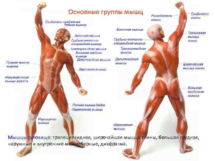 Основные группы мышц Мышцы туловища: трапециевидная, широчайшая мышца спины, большая грудная, наружные и внутренние