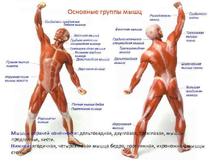 Основные группы мышц Мышцы верхней конечности: дельтовидная, двуглавая, трехглавая, мышцы предплечья, кисти. Нижней: ягодичная,