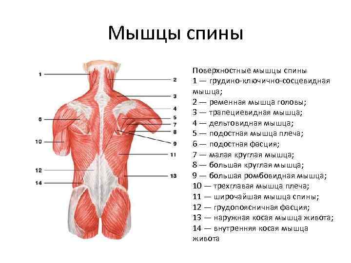 Мышцы спины Поверхностные мышцы спины 1 — грудино-ключично-сосцевидная мышца; 2 — ременная мышца головы;