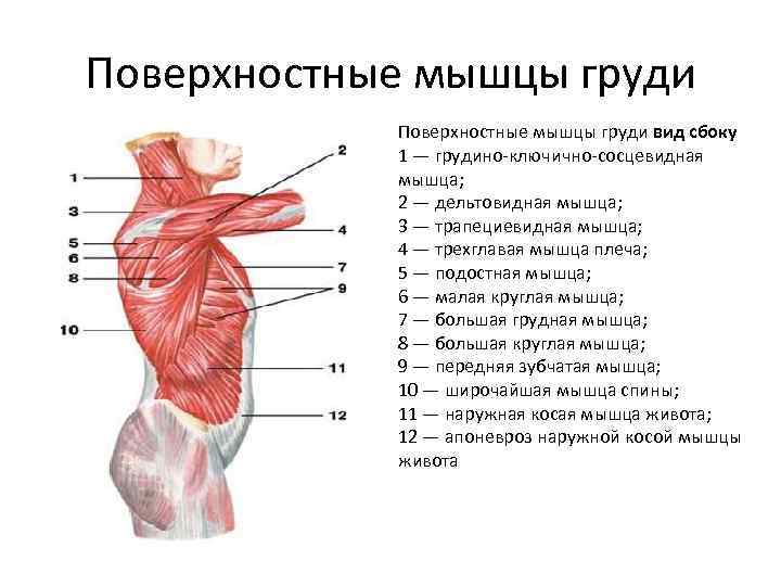 Поверхностные мышцы груди вид сбоку 1 — грудино-ключично-сосцевидная мышца; 2 — дельтовидная мышца; 3