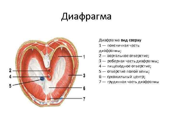 Диафрагма вид сверху 1 — поясничная часть диафрагмы; 2 — аортальное отверстие; 3 —