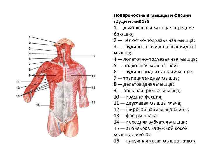 Поверхностные мышцы и фасции груди и живота 1 — двубрюшная мышца: переднее брюшко; 2