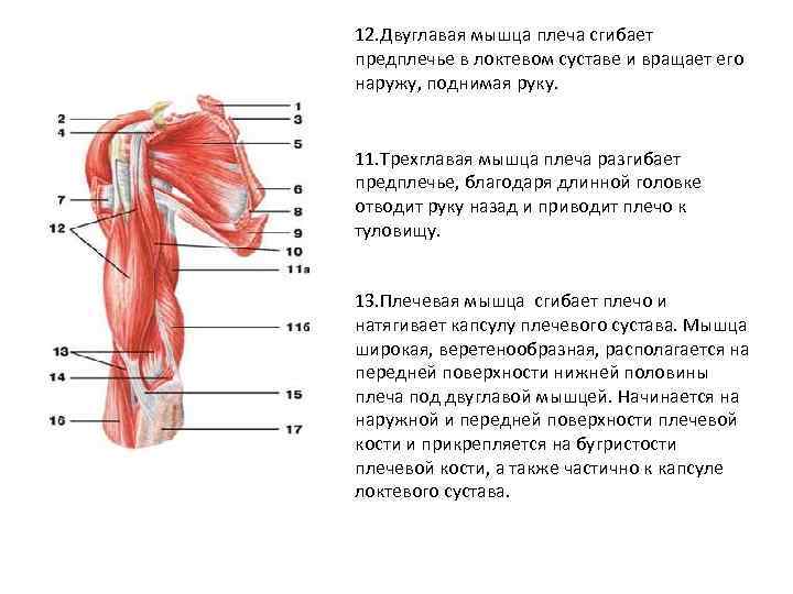 12. Двуглавая мышца плеча сгибает предплечье в локтевом суставе и вращает его наружу, поднимая