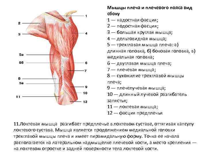 Надостная мышца плеча фото