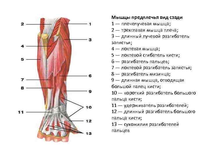 Мышцы предплечья вид сзади 1 — плечелучевая мышца; 2 — трехглавая мышца плеча; 3