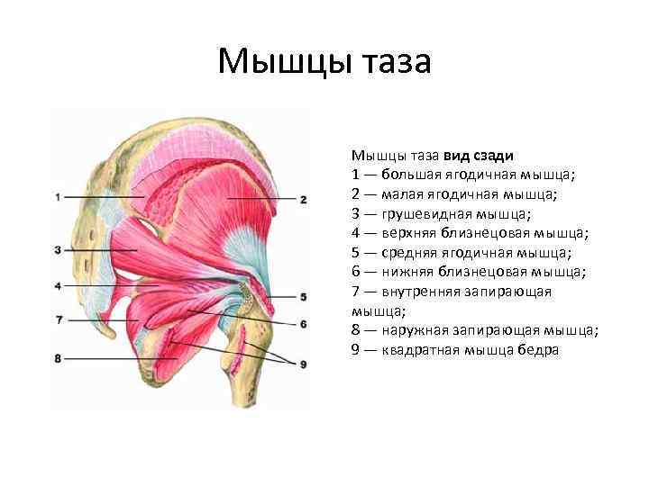 Мышцы таза вид сзади 1 — большая ягодичная мышца; 2 — малая ягодичная мышца;