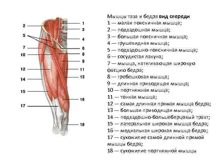 Мышцы таза и бедра вид спереди 1 — малая поясничная мышца; 2 — подвздошная