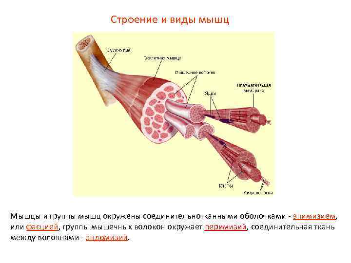 Строение и виды мышц Мышцы и группы мышц окружены соединительнотканными оболочками - эпимизием, или