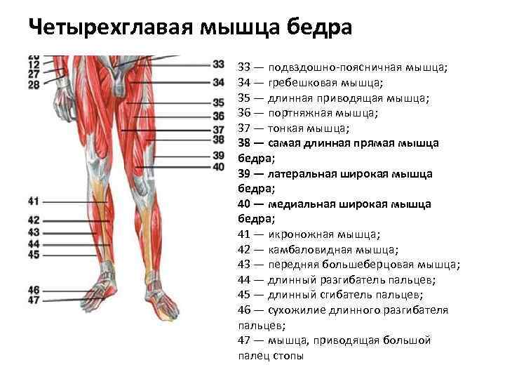 Четырехглавая мышца бедра 33 — подвздошно-поясничная мышца; 34 — гребешковая мышца; 35 — длинная