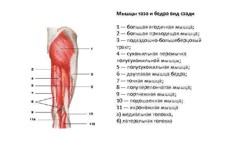 Мышцы таза и бедра вид сзади 1 — большая ягодичная мышца; 2 — большая
