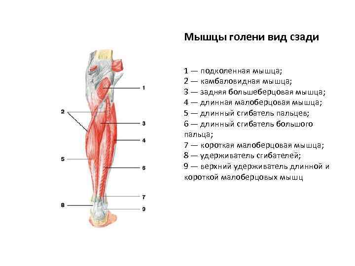 Мышцы голени вид сзади 1 — подколенная мышца; 2 — камбаловидная мышца; 3 —