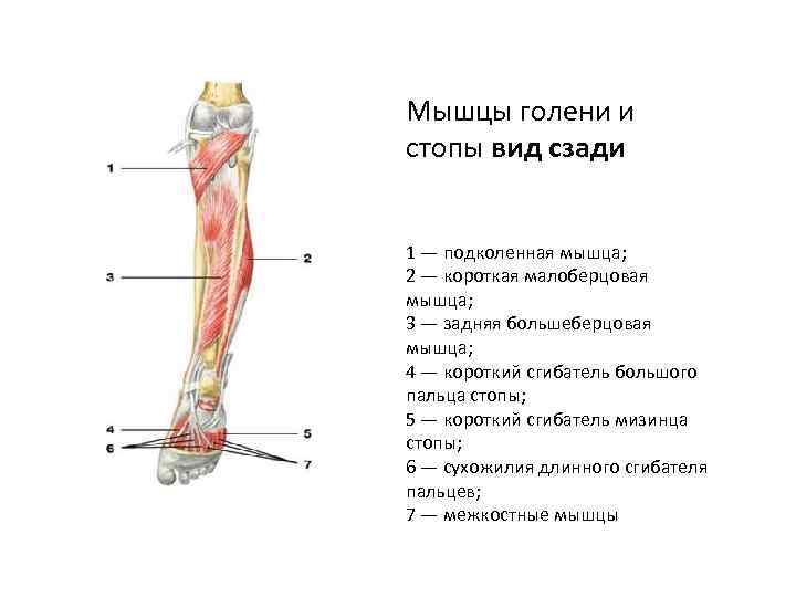 Мышцы голени и стопы вид сзади 1 — подколенная мышца; 2 — короткая малоберцовая