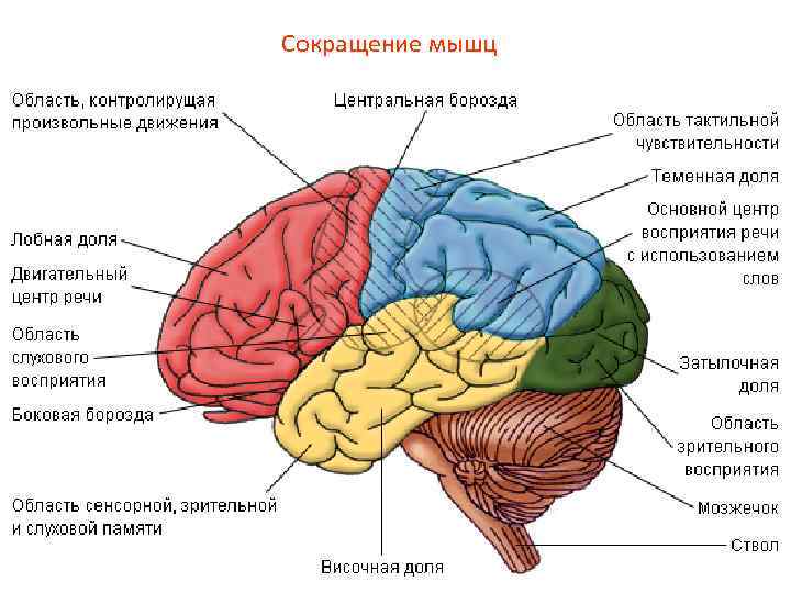 Сокращение мышц 