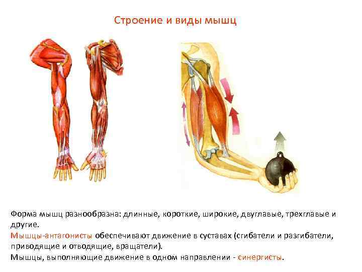 Строение и виды мышц Форма мышц разнообразна: длинные, короткие, широкие, двуглавые, трехглавые и другие.