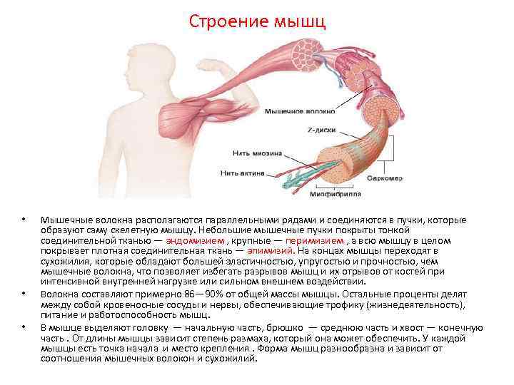 Строение мышц • • • Мышечные волокна располагаются параллельными рядами и соединяются в пучки,