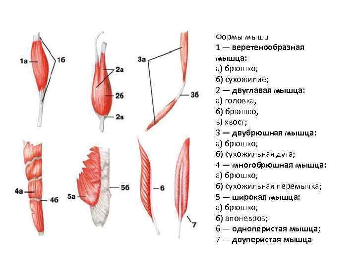 Формы мышц 1 — веретенообразная мышца: а) брюшко, б) сухожилие; 2 — двуглавая мышца: