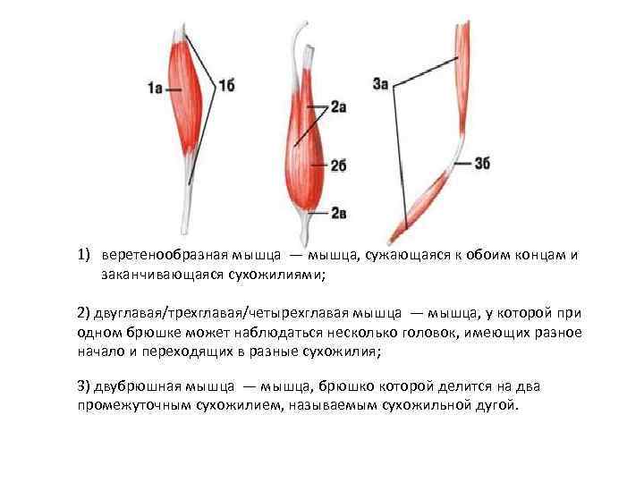 1) веретенообразная мышца — мышца, сужающаяся к обоим концам и заканчивающаяся сухожилиями; 2) двуглавая/трехглавая/четырехглавая
