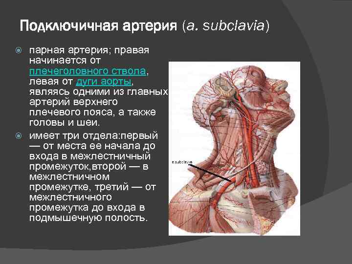Подключичная артерия (a. subclavia) парная артерия; правая начинается от плечеголовного ствола, левая от дуги