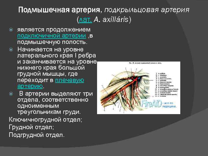Подмышечная артерия, подкрыльцовая артерия (лат. A. axilláris) является продолжением подключичной артерии , в подмышечную
