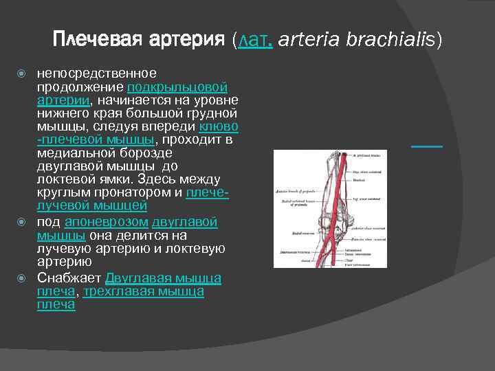 Плечевая артерия (лат. arteria brachialis) непосредственное продолжение подкрыльцовой артерии, начинается на уровне нижнего края