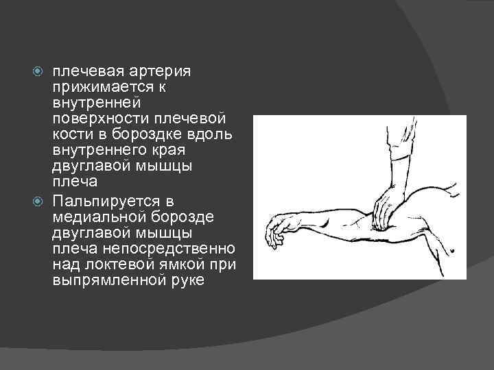 плечевая артерия прижимается к внутренней поверхности плечевой кости в бороздке вдоль внутреннего края двуглавой