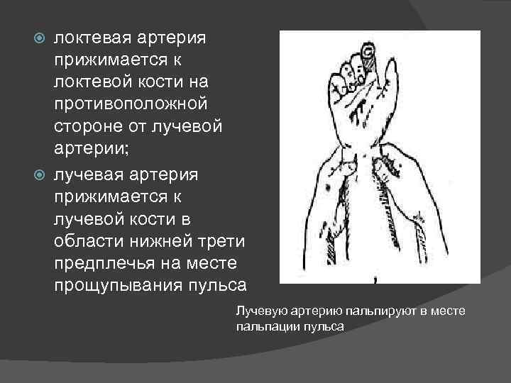 локтевая артерия прижимается к локтевой кости на противоположной стороне от лучевой артерии; лучевая артерия