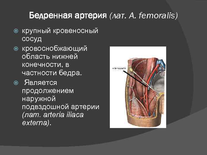 Бедренная артерия (лат. A. femoralis) крупный кровеносный сосуд кровоснобжающий область нижней конечности, в частности