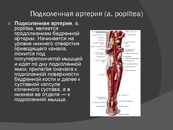 Подколенная артерия (а. poplitea) Подколенная артерия, a. poplitea, является продолжением бедренной артерии. Начинается на