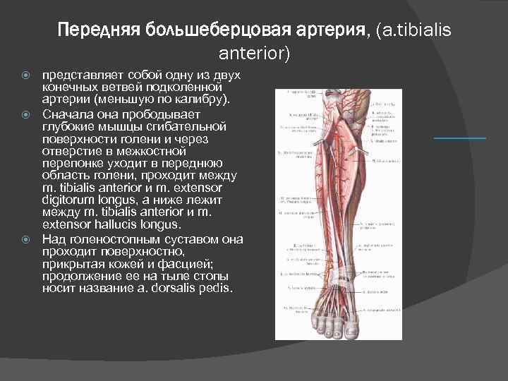 Передняя большеберцовая артерия, (а. tibialis anterior) представляет собой одну из двух конечных ветвей подколенной